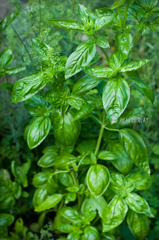 甜罗勒植物在花园里