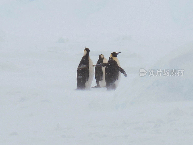 雪中的帝企鹅