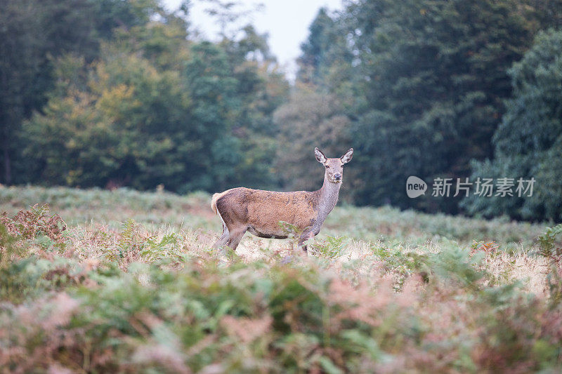 鹿晶石会话