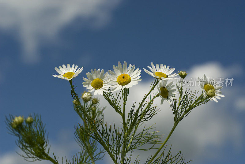 甘菊