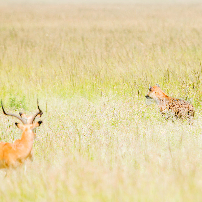 动物狩猎:鬣狗非常接近羚羊