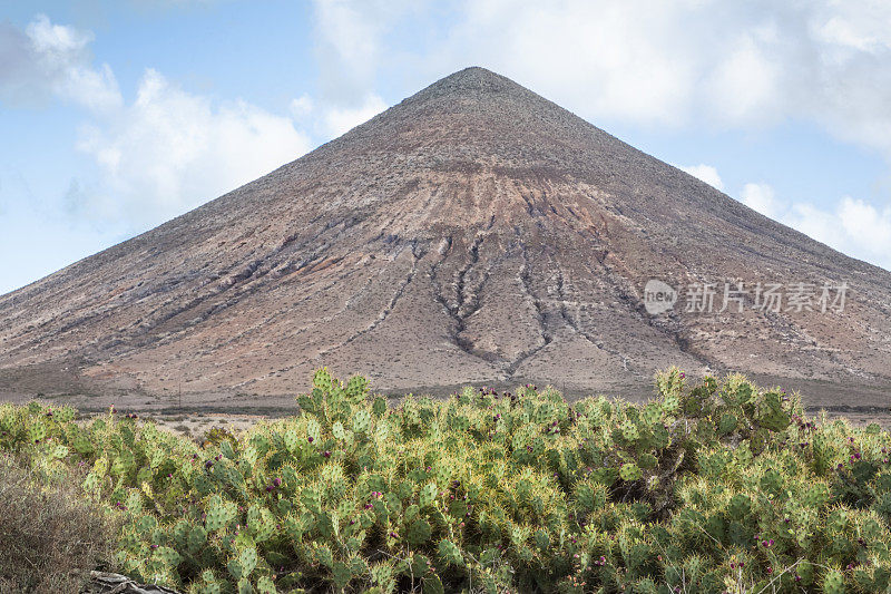 仙人掌和火山景观