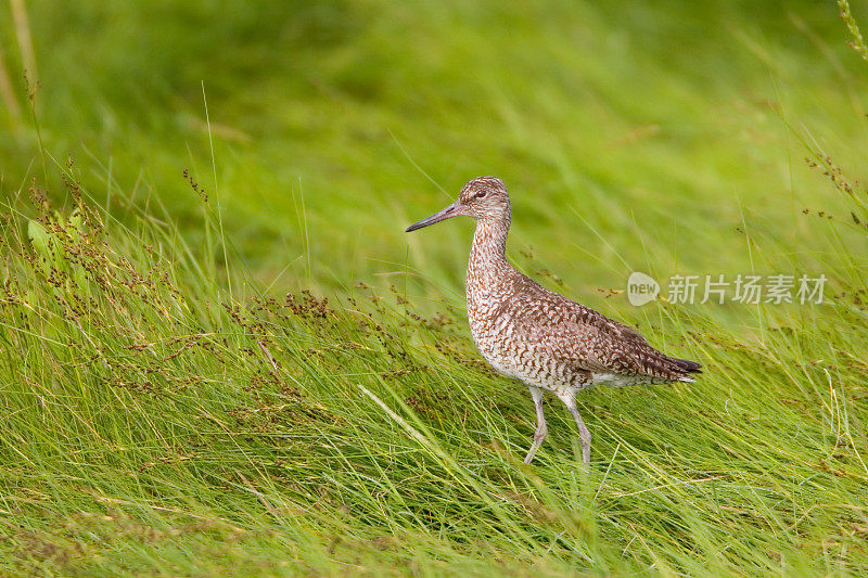 草甸盐沼中的Willet