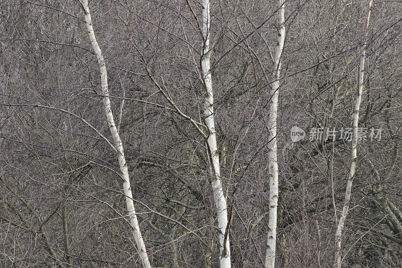 白桦树在冬天光秃秃的