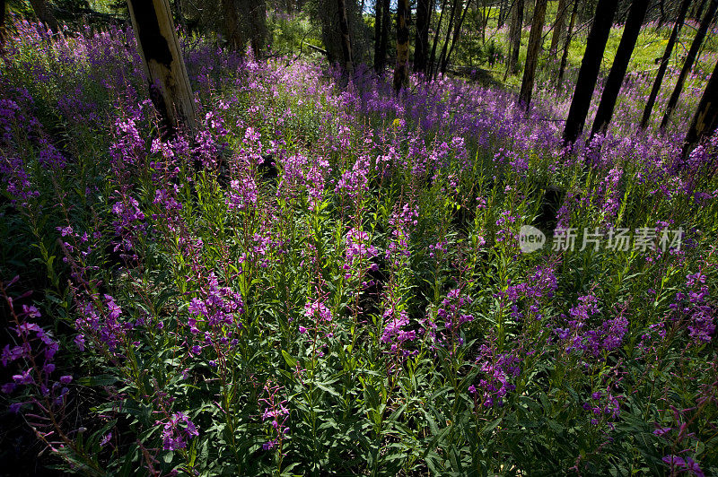 高山草甸的野花杂交花