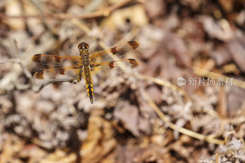 一个彩色撇奶油(男性)蜻蜓的特写