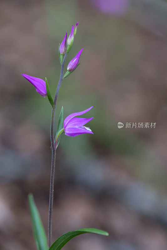 红头蕨，也叫红嚏根草