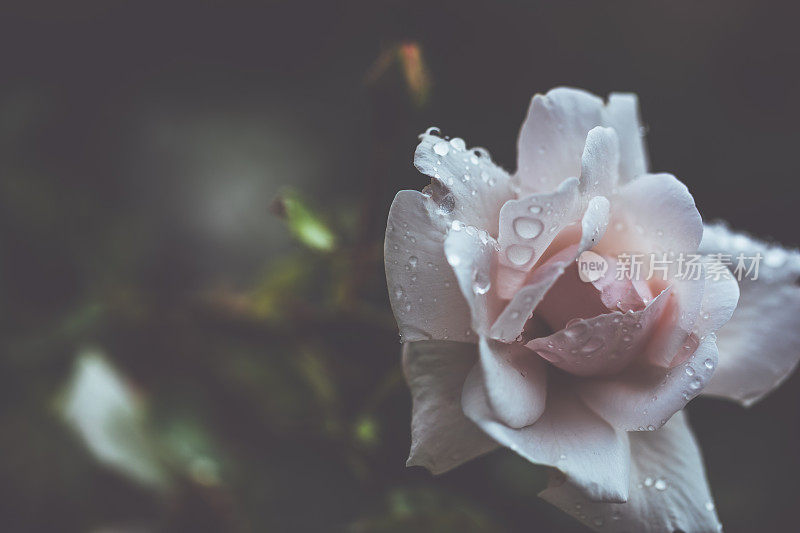 雨后的夏日，花园欣欣向荣