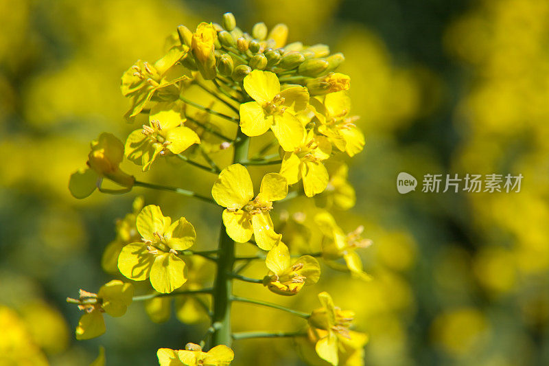 石油种子特写