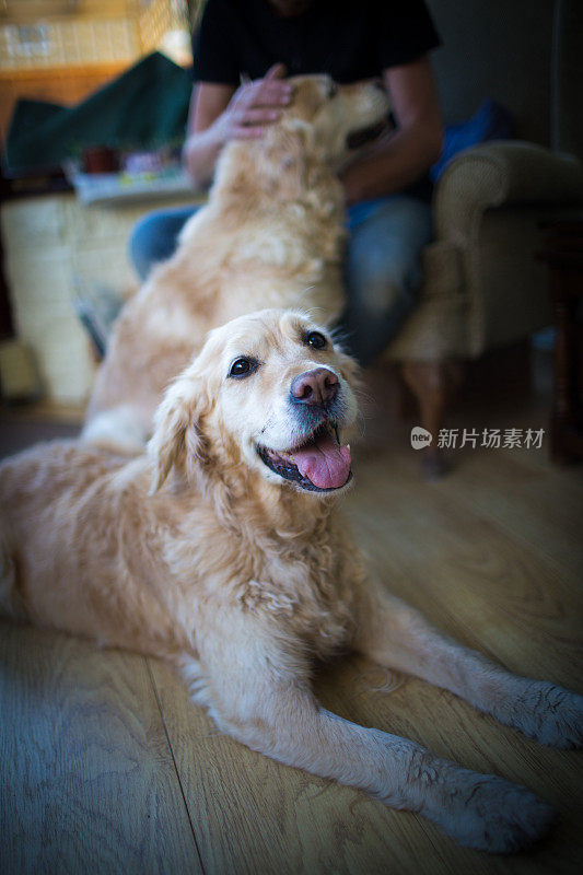 老金毛猎犬的肖像