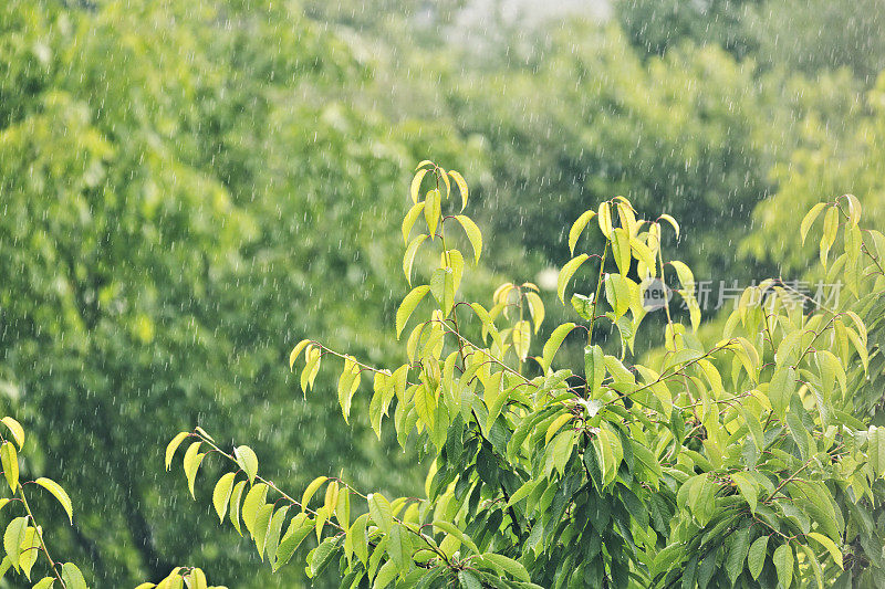 正在下雨，春雨在花园里