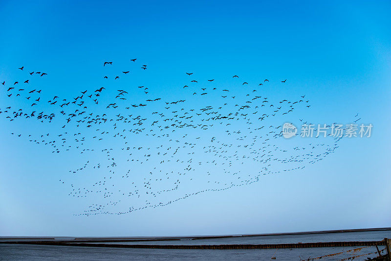 鸟类在沿海地区形成队形