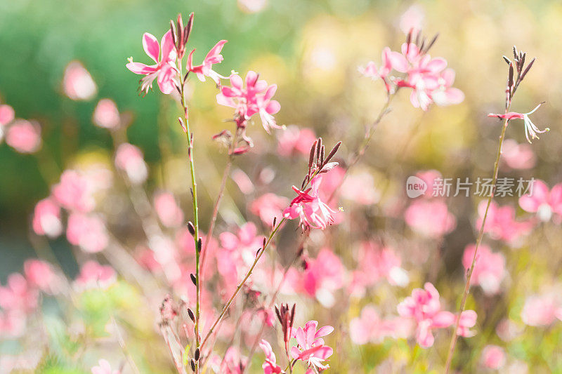 花-粉红色和白色的白蔷薇多年生植物在柔和和梦幻的散景背景。