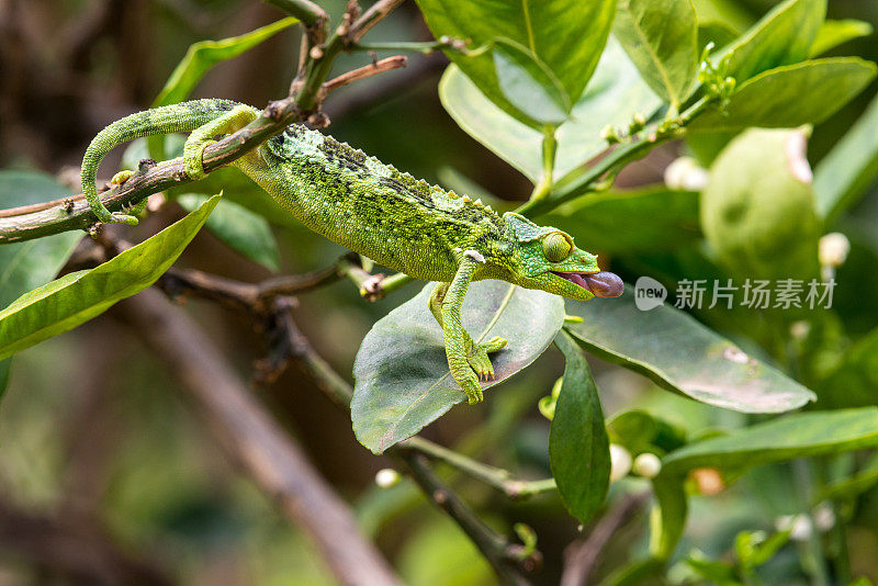 杰克逊变色龙