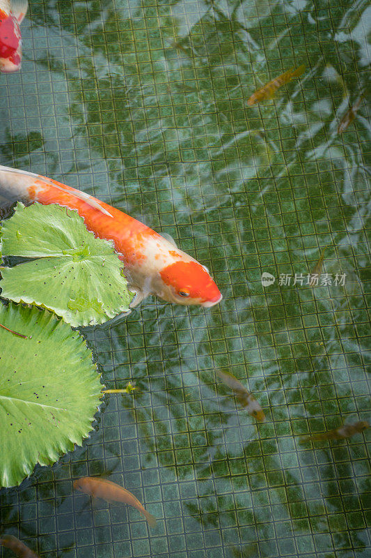 锦鲤在池塘里游泳