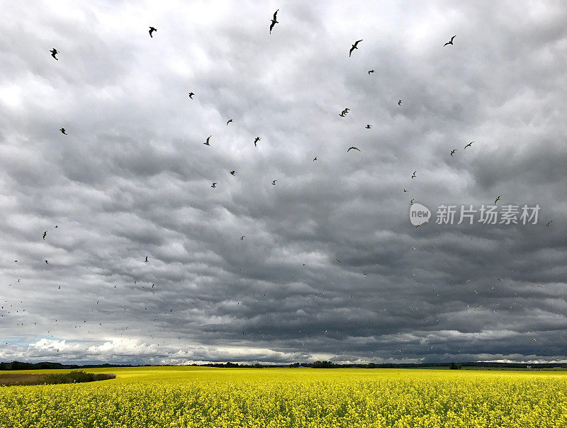 暴风雨的天空，盛开的油菜籽田