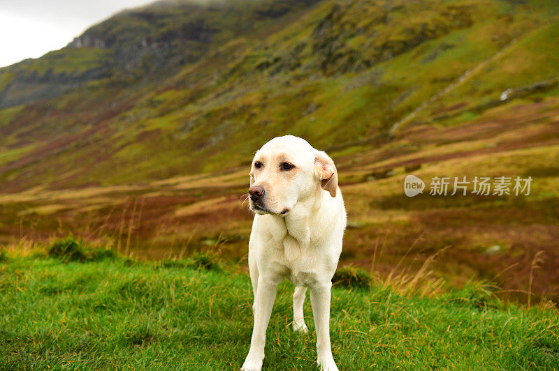 英国湖区的拉布拉多寻回犬