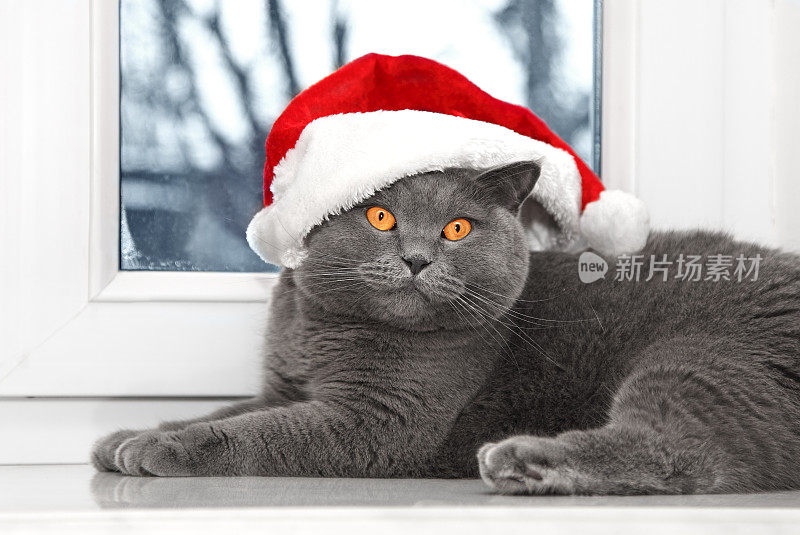 戴着圣诞老人帽子的猫