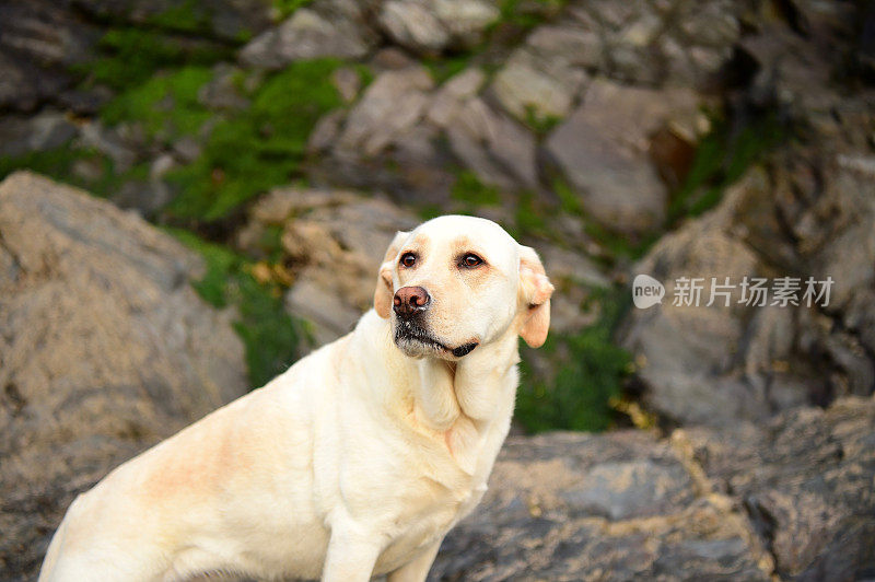 康沃尔一个渔村的拉布拉多寻回犬