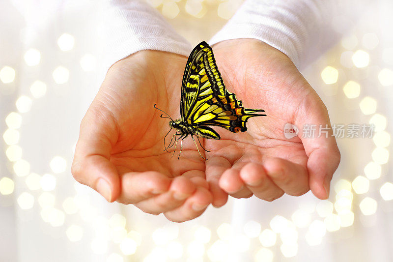 美丽的蝴蝶手在闪闪发光的背景。