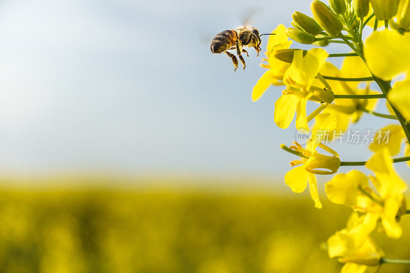 工作蜜蜂在油菜田飞行