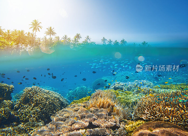 珊瑚礁在热带海洋上的一个岛屿的背景