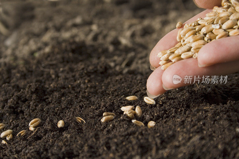 播种小麦
