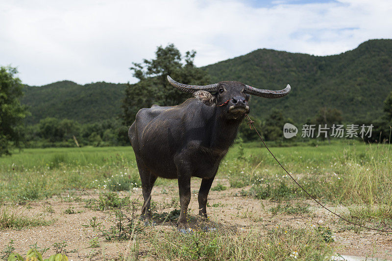 泰国水牛与美丽的角摆姿势优雅