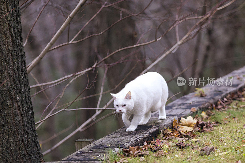 四岁的雌土耳其安哥拉猫在后院散步。