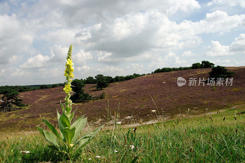 欧石南花