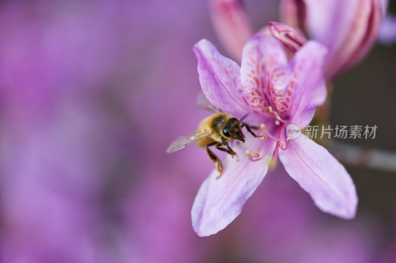 粉红苹果花上的蜜蜂