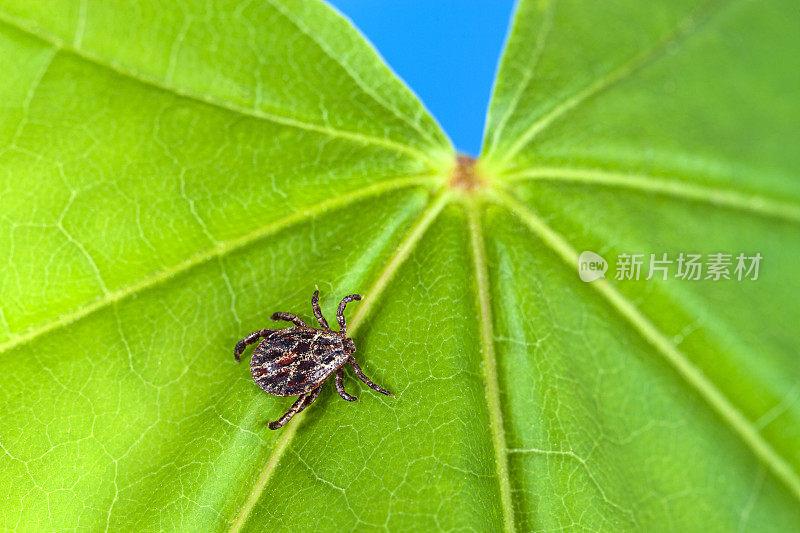 雄性草甸蜱(网纹革蜱)