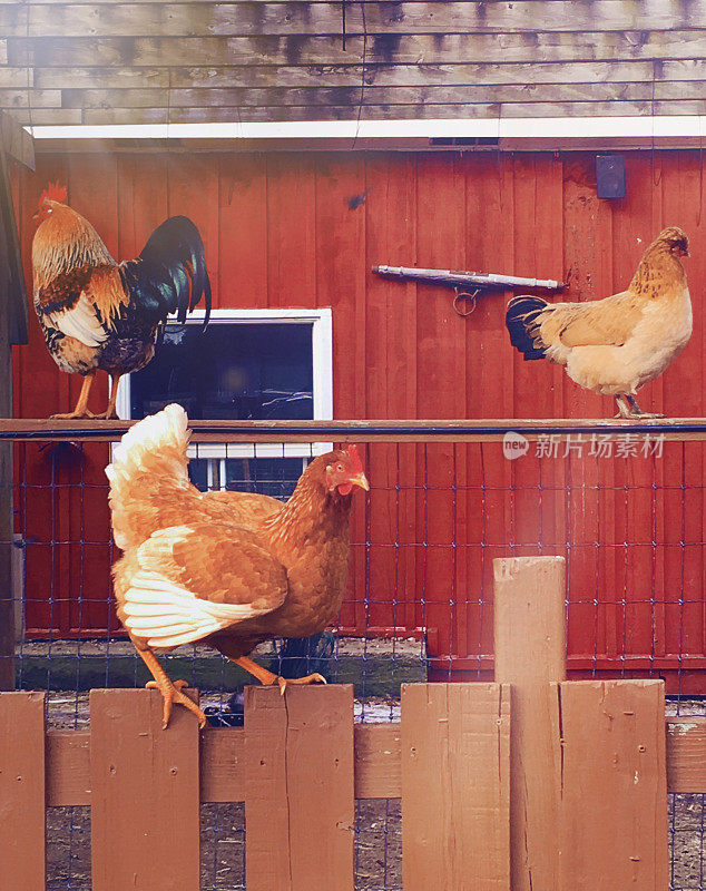 农场里的鸡沿着篱笆走