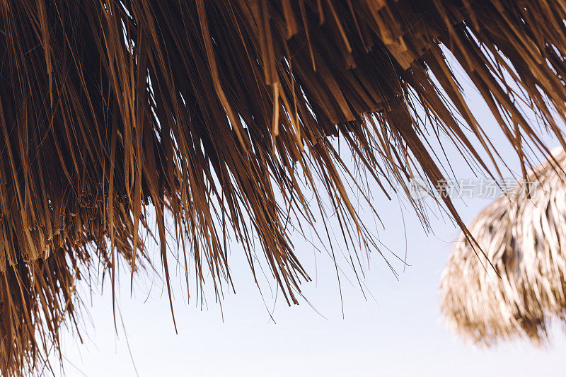 棕榈树沙滩伞