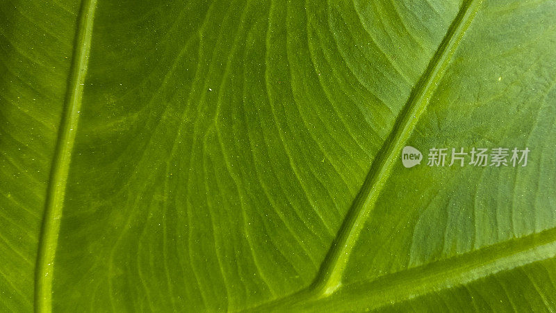 绿叶的特写