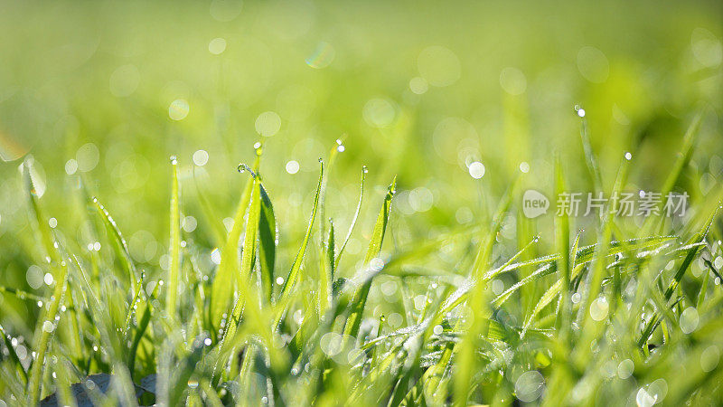 鲜绿的草地上有晨露滴