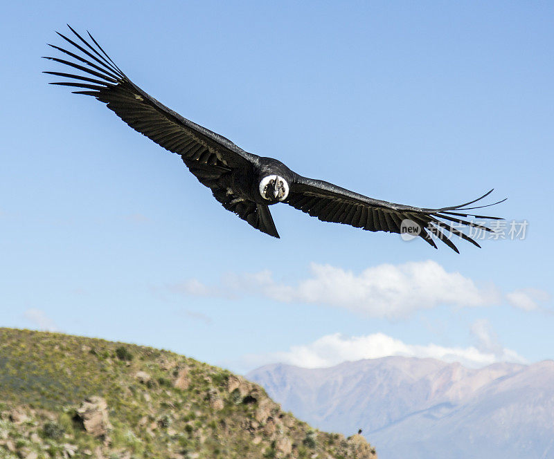 秘鲁山上的安第斯秃鹰