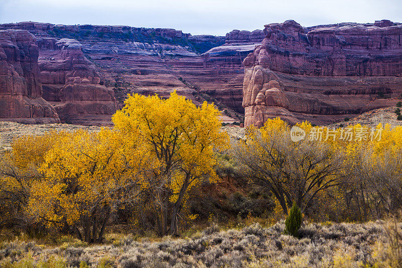 沙漠里金色的秋天。灌木上五颜六色的秋叶。犹他州拱门国家公园的风景。