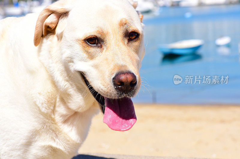 纽波特海滩港的拉布拉多寻回犬