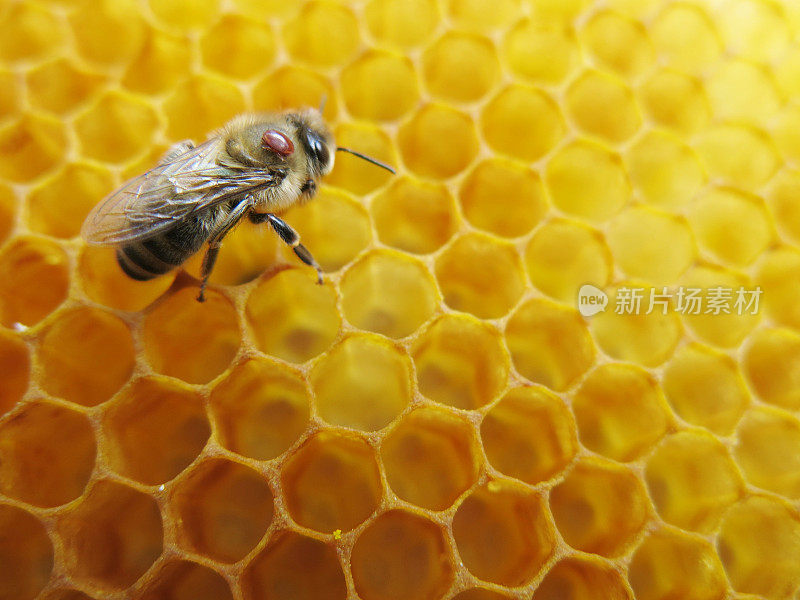 蜜蜂和螨虫坐在蜂巢上