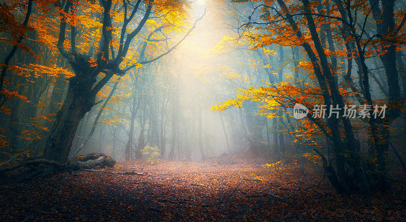 雾中的精灵森林。森林。迷人的秋天森林在早晨的雾。老树。风景中有树木，五颜六色的橙色和红色树叶和蓝色的雾。自然背景。黑雾森林