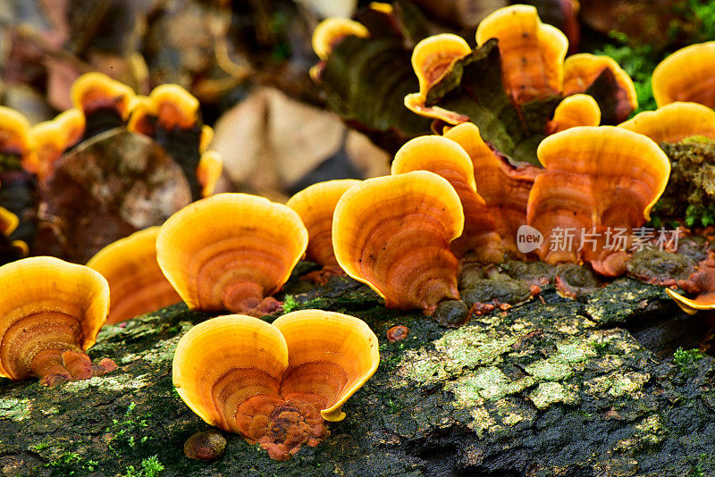 野生灵芝蘑菇，生于浮木上，属天然黄色蘑菇