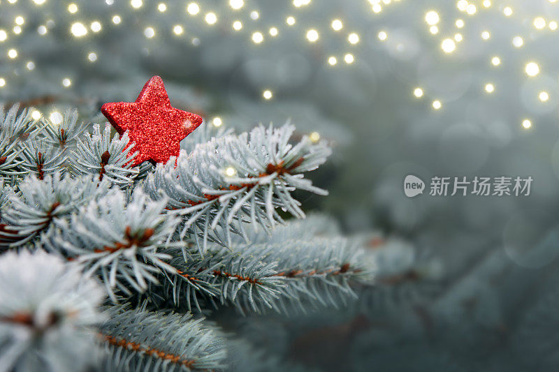 蓝色的松枝和红色的圣诞之星