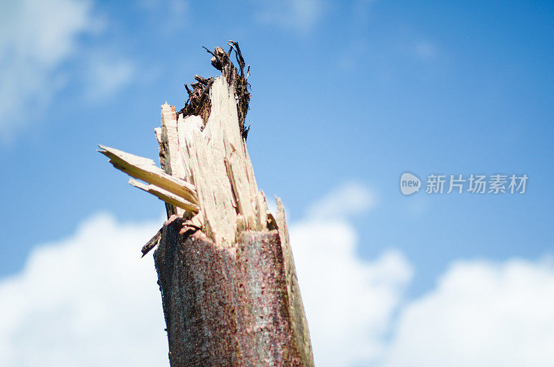 一棵迈阿密树在飓风艾玛中受损