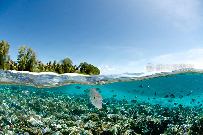 塞舌尔群岛的珊瑚礁