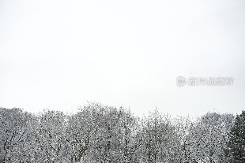 雪覆盖了公园绿地和冬天的树木