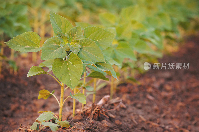 田地里的向日葵幼苗特写