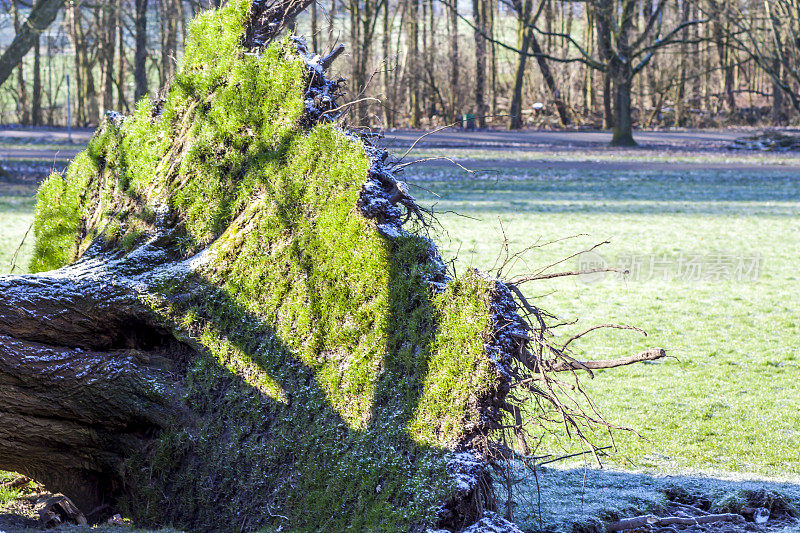德国一个公园里的一棵被连根拔起的树