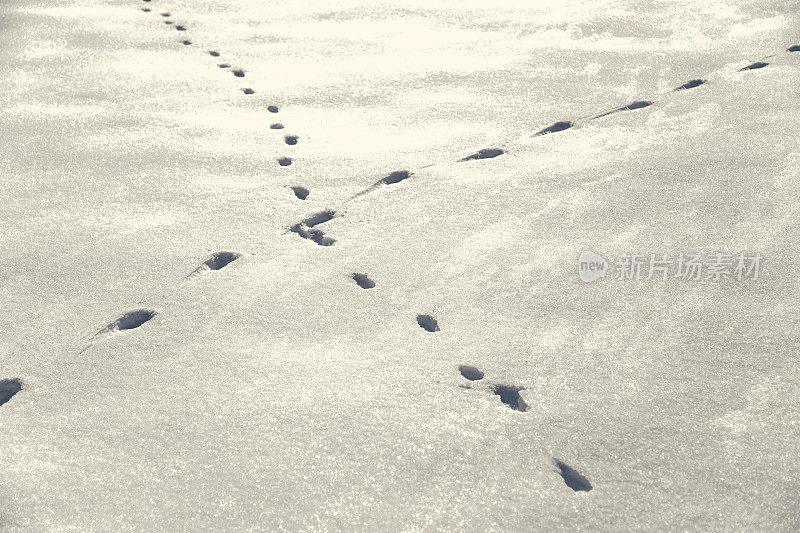 雪地里穿过的动物足迹