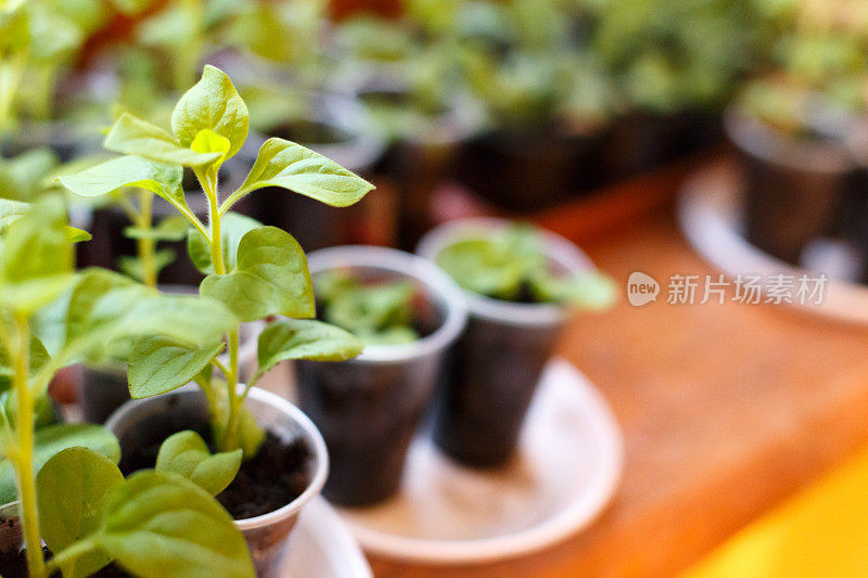 塑料花盆中的矮牵牛花幼苗